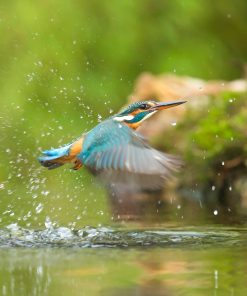 KAPLUMBAĞA VE KUŞ SEYRİ