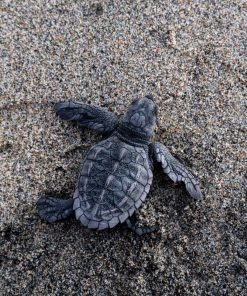 CARETTA CARETTA  KAPLUMBAĞALARI